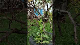 #Pumpkin #garden #treelove #plant #tree#treestory #treelove