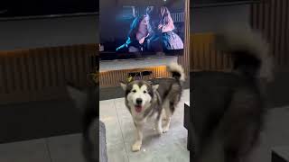 Dogs react to TV #dog #funny #loveyourpets #funnydog #pets #petlove #funnypet #fyp