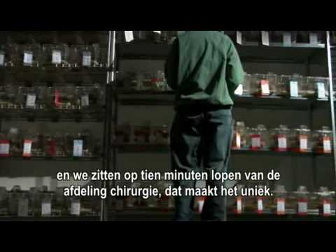Amsterdam spil hersenonderzoek