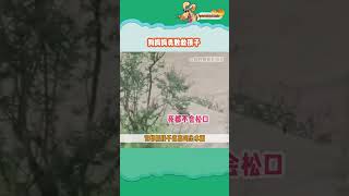狗妈妈不懂什么是英雄，它只知道：只要还有一口气，就绝不能弄丢自己的宝贝。1248778424