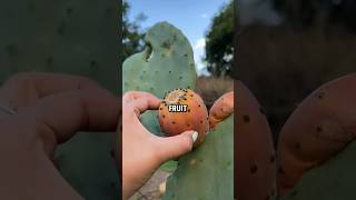 Cactus Farming 🌵💚