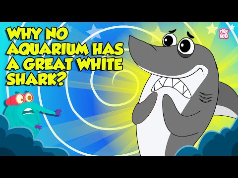 Deadliest Shark Mystery | Why No Aquarium Has a Great White Shark? | Ocean Predator | Dr Binocs Show