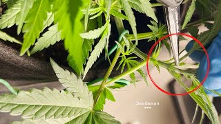 Cannabis Topping Guide: Expert Tips from Northern Scrogger