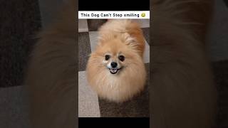 Dog Laughs Like a Human?! 😆 Must Watch! #puppyFunnyDogShorts