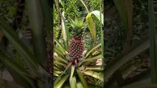 pineapple growth time span😍🍍||watch till end💚#garden #gardening #terracegarden #pineapple #timelapse