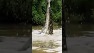 直接观看视频！