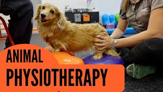 Physiotherapy For Animals, Career In Physiotherapy |Physio trendz