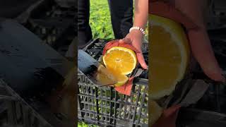 Beautiful Nature - Inspur Fresh Fruit wonderful video of Industry #5567