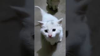 These CATS Have WAY Too Much to Say 😼🌬️ | Loud & Sassy Meows Compilation #shorts #catshorts #cat