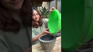 Make processed Garut wind for Ka Tian #DV