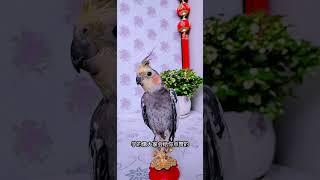 #夏日萌宠大赏 #潮流生活热浪节 #内容启发分享计划 #春日萌宠收藏夹 #parrot #birds