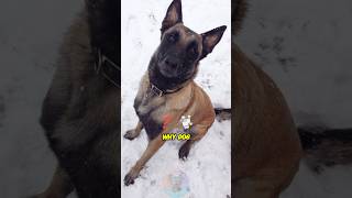 Why Dog Experts Say You Shouldn’t Own a Belgian Malinois? #shorts #dog #pets #petlover #dogs