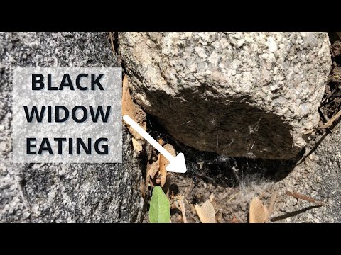 Black Widow Eating a Box Elder Bug