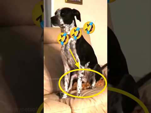 Funny Dog 😂😂 #shorts #shortsfeed #trending #viralvideo