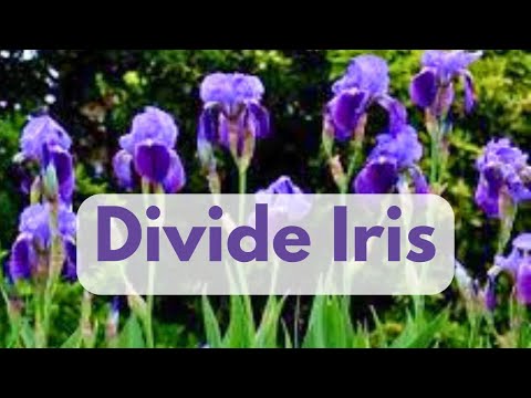 How To Divide Iris