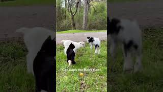 Funny Animals #129 #funnyanimals #animalvideos #funnycats #funnydogs #petvideos #funny #cat #pets