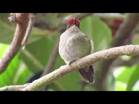 PICAFLOR CHICO/ PICAFLOR RUBÍ (SEPHANOIDES SEPHANIODES) CHILE