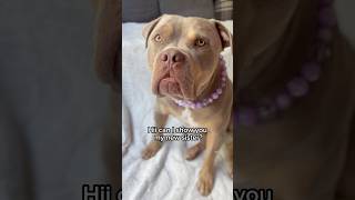 #americanbully #babyanimal #dogs #puppy