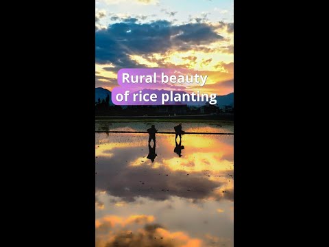 Rural beauty of rice planting in China's Chongqing