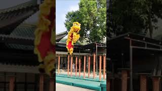 佛山黄飞鸿龙狮团功夫了得，倒退五步稳稳的#shorts