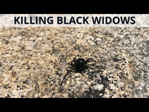 I Killed The Black Widows in My Backyard