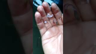 #cover #song #love #religion #2shots #fish #twofish #funnyanimals