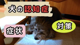 犬の認知症って？現実的なお話／症状や対策