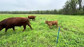 6 cows 23  acres almost done in 28 days 20250428
