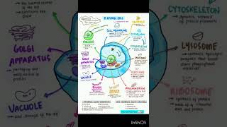 Cell | Cell organelles #nursefreshfloAnatomy physiology  #dailylearning #focusonyourself #viralvideo