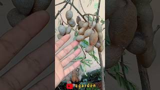 how to grow a tamarind tree from seed#agarden #diygarden #tamarind #short #shorts #grafting #plant