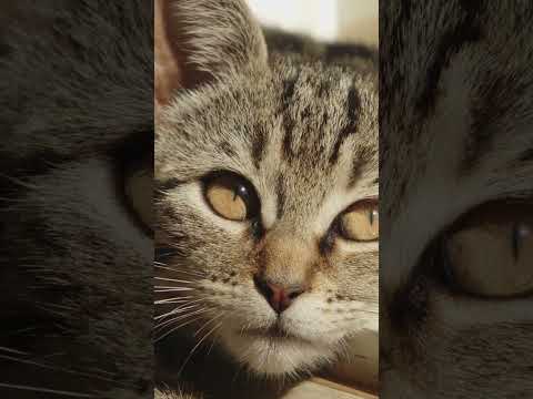 Chill Vibes Only Relaxing Music #chilloutmusic #cat #serenemusic #relaxation #ultimatechillout