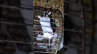 CUTE MICE PET #animals#pets#lover#mice#shorts