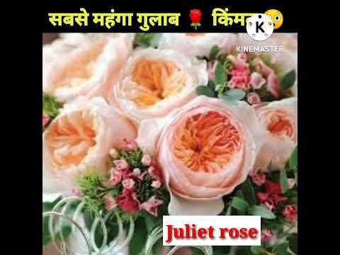 ये है दुनिया का सबसे महंगा गुलाब