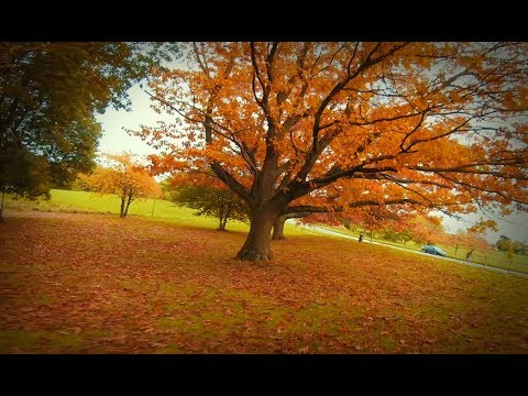 Fall again 🍂🍂 - Astro&TBS ~ FPV Freestyle