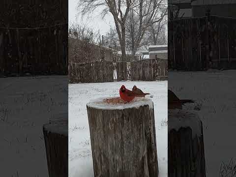 #feedingbird #snowday #birdslover #birdchirping #snowfall