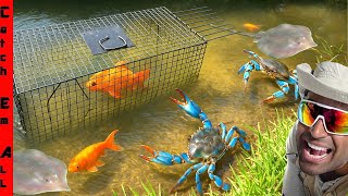 We FOUND a GIANT CRAB in My PET STINGRAY's Freshwater BACKYARD RIVER!