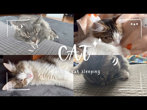 【目の癒し】ただただ猫ちゃんがお昼寝してる動画