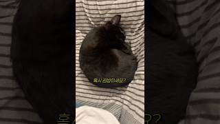 김밥 냥이 ㅋ