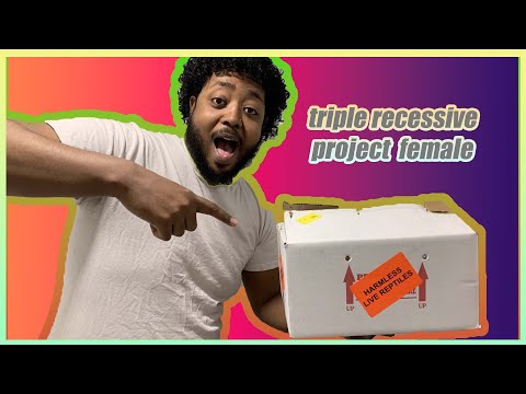 Most insane ball python unboxing (POWERHOUSE)