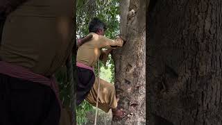 Jamun Farming In Pakistan | Java Plum