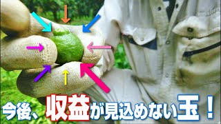 【6月中旬】デコポンの摘果！夏芽を利用して階級を上げる。必要のない階級は落として、来年に繋げる。(DEKOPON)