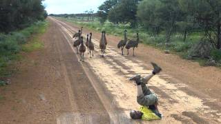 Emu run!!!!.