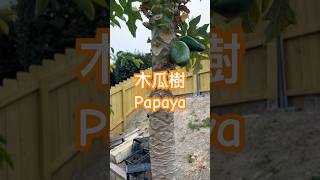 木瓜牛奶的木瓜 Papya tree #papya #organic #plants #sunfarming