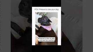 Dogs being idiots part 186 🤣🐕 #funnydog #funnypet #cutedog #dog #pets #shorts