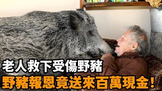 老人進山發現受傷野豬，冒險救治後，野豬為報恩竟給老人送來百萬現金！#感動 #淚目 #不可思議 #震驚 #奇跡 #心靈飼養員