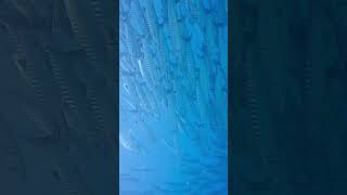 成千百隻的梭魚群很療癒 2015年西巴丹@Sipadan #sipadan #diving