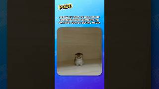 😸 Think twice before you go off. #PixelGun3D #pg3d #game #mobilegames
