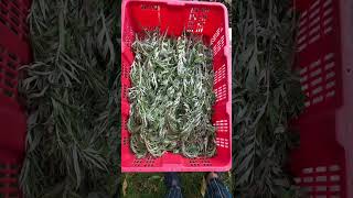 不要錢的艾草這樣保存 How to keep mugwort