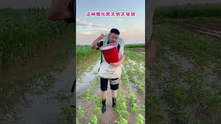 #Popularity incentive plan is a good way to fertilize#Chinese Veggies Make#Veggies#