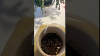 Automatic Plant Watering System